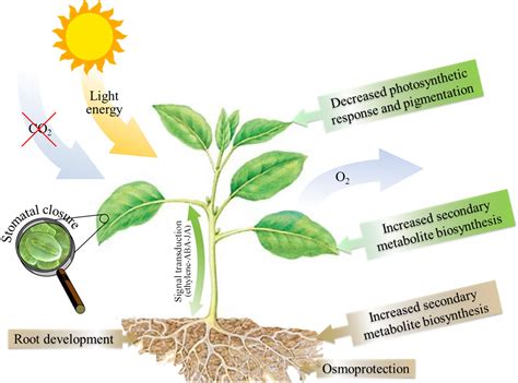 Water Stress and Agriculture | IntechOpen