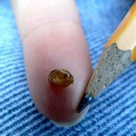 Unexpected Crustacean Diversity Discovered in Northern Freshwater ...
