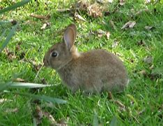 Image result for Baby Rabbit Winnie the Pooh