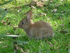 Image result for Baby Rabbit Calls
