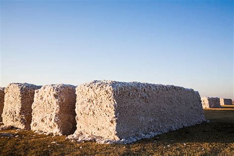 Image result for Loading Cotton Modules