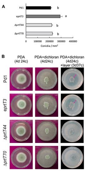 Functional and Pharmacological Analyses of the Role of Penicillium ...