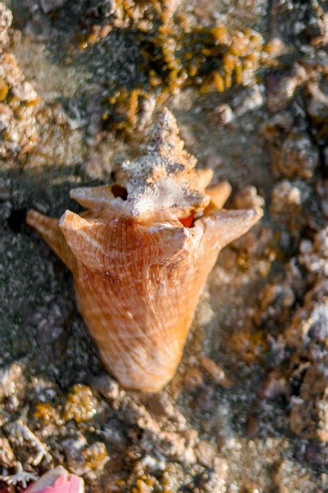 Image result for Desktop Shell