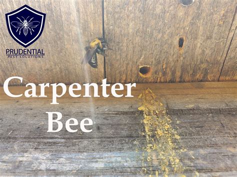 Carpenter Bee Damage To House