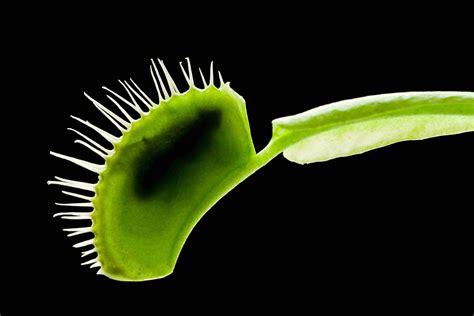 Venus Flytrap Facts (Dionaea muscipula)
