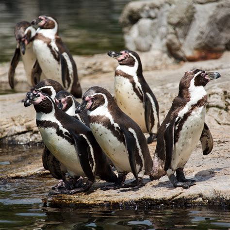 Group Of Penguins Free Stock Photo - Public Domain Pictures