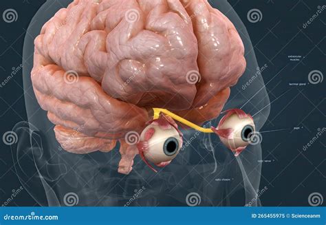 Image result for How Does Vision Work