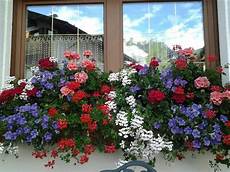 fiori da davanzale fiori sui davanzali foto di albergo brunella san fiori da davanzale fiori sui davanzali foto di albergo brunella san