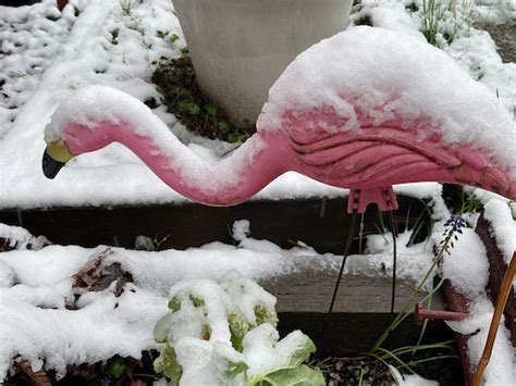 Rare, record-breaking April snow blankets Portland area - oregonlive.com