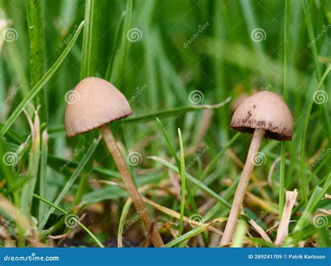 Mushrooms Growing on Your Lawn Stock Image - Image of prairie, mower: 289241709