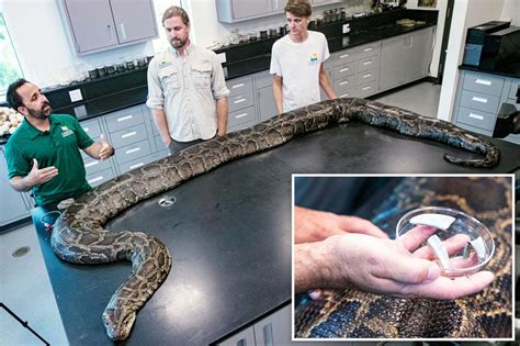 Image result for Largest Python Captured