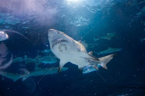 水族馆内游动的鲨鱼高清图片下载-正版图片501137232-摄图网