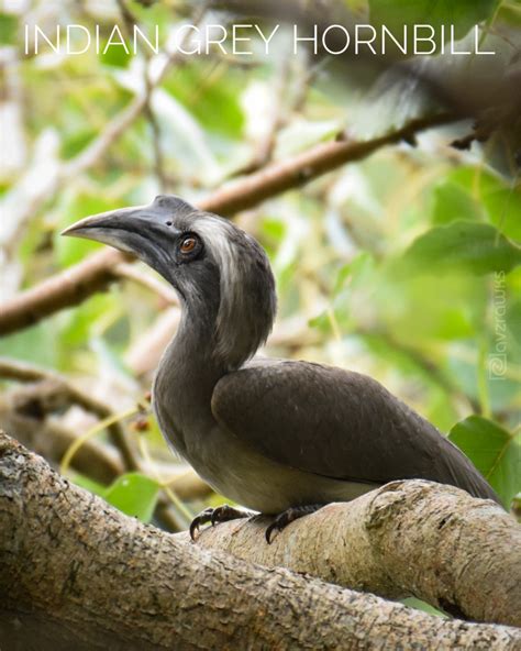 Petition · Save the Native Aves - Nittur, India · Change.org