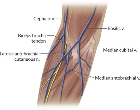 Venipuncture-Related Lateral Antebrachial Cutaneous Nerve Injury in ...