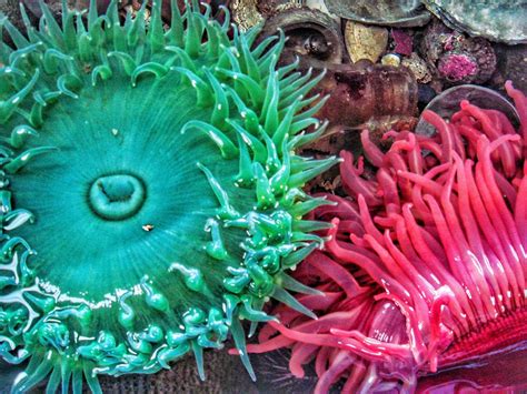 Sea Anemone Plant Flower Of The Tide Pool | Salish Magazine
