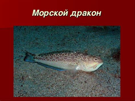 Рыбы Черного моря — какие водятся, их виды (ядовитые, хищные и другие)