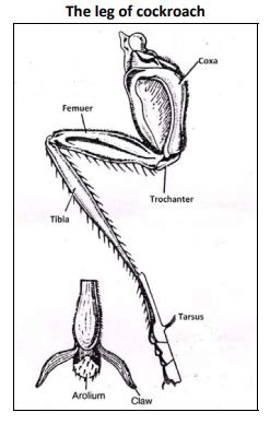 The following diagram represents the leg of cockroach. Identify the ...