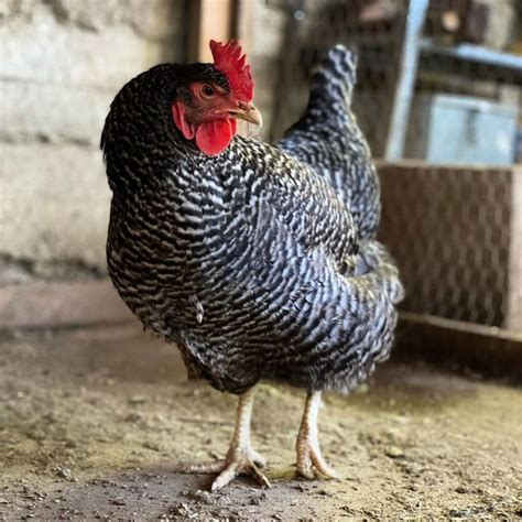 Cuckoo Marans Chicken Breed Info + Where to Buy - Chicken & Chicks Info