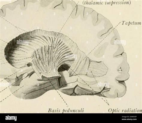 The anatomy of the nervous system, from the standpoint of development ...