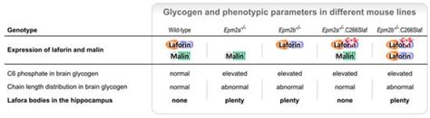 Pathogenesis of Lafora Disease: Transition of Soluble Glycogen to ...
