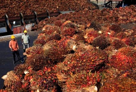 Malaysia says palm oil dispute with India is 'temporary' - IBTimes India