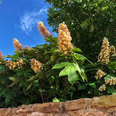 Oakleaf Hydrangea (Hydrangea quercifolia) — Plant and Bloom Design Studio