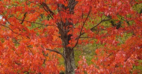 Red Maple Fast Growing 的图像结果