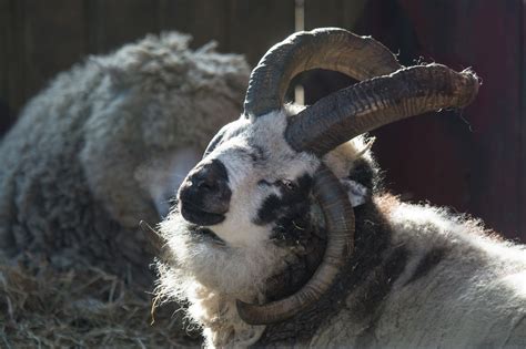 Four Horned Sheep