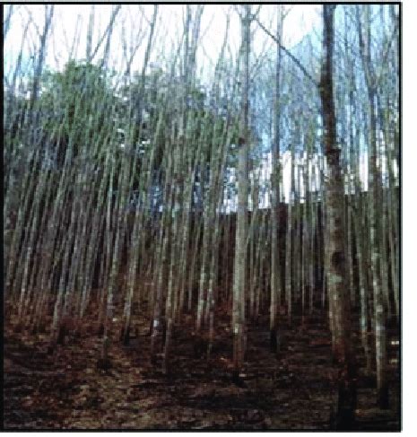 Image result for Sungkai Tree West Java