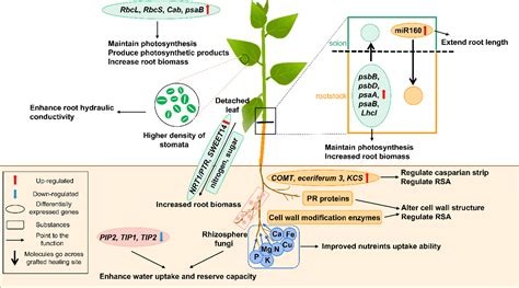 Frontiers | Grafting enhances plants drought resistance: Current understanding, mechanisms, and ...