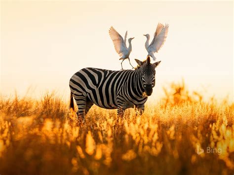 Bing Zebra Wallpaper 的图像结果