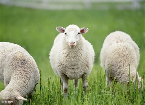 79年10月出生羊运势 1979年属羊人10月份运势 - 时代开运网