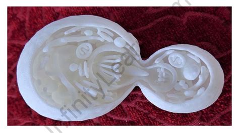 Image result for Budding Process