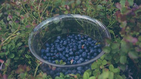 Download wallpaper 1920x1080 blueberry, berries, plate, collection full ...