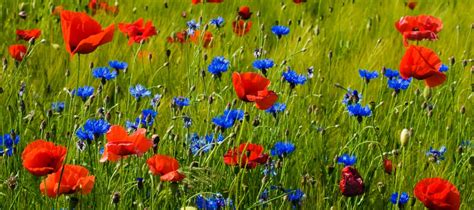 From doom to bloom – should organizations aim to be nature positive?