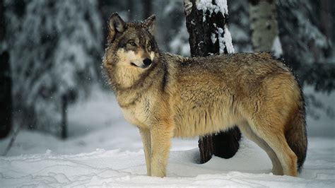 Grey Wolf