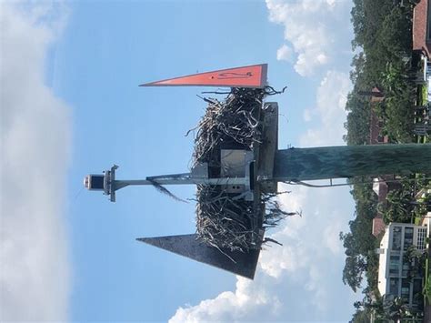 Calypso Queen (Clearwater) - What to Know BEFORE You Go