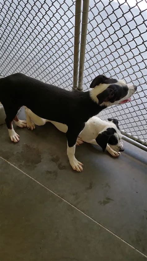 PENDER COUNTY ANIMAL SHELTER - Burgaw NC - Hours, Directions, Reviews ...