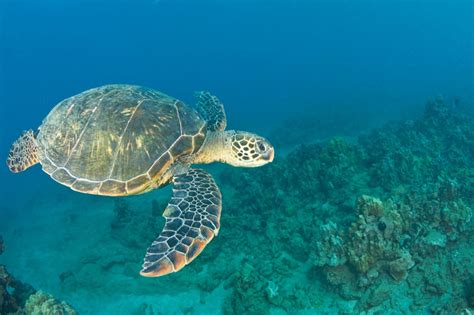 Image result for Turtle Programming Tutorial
