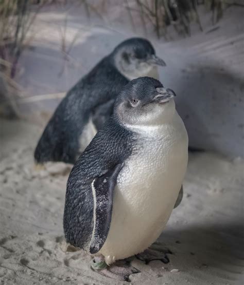 I watched 200 of the world's smallest penguins waddle home at sunset in New Zealand (Oamaru Blue ...