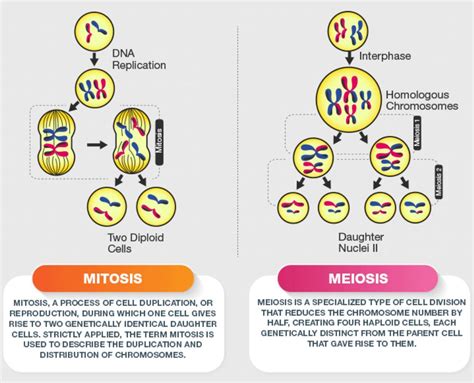 what is mitosis and meiosis explain with diagram - Brainly.in
