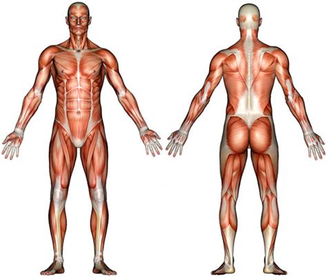 Anatomy Muscle Diagram Diagram | Quizlet