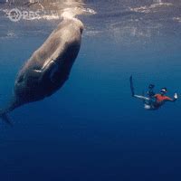 Image result for Sperm Whale Exploding