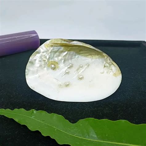 Mother of Pearl Sea Shell - For Luck & Protection - Pandit.com