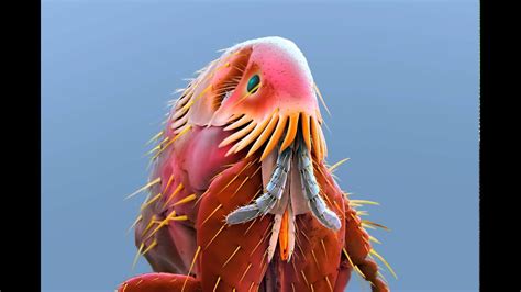 Flea Microscope 的图像结果