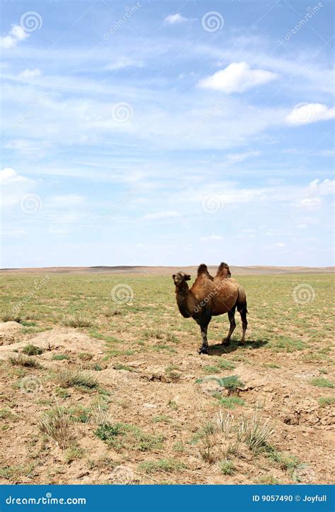 Gobi Desert Animals And Plants