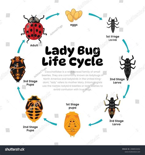 63,953 Ciclo Ecologico Stock Vectors and Vector Art | Shutterstock