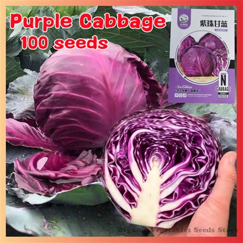 High Yield 100 Seeds Organic Purple Cabbage Seeds for Planting Benih ...