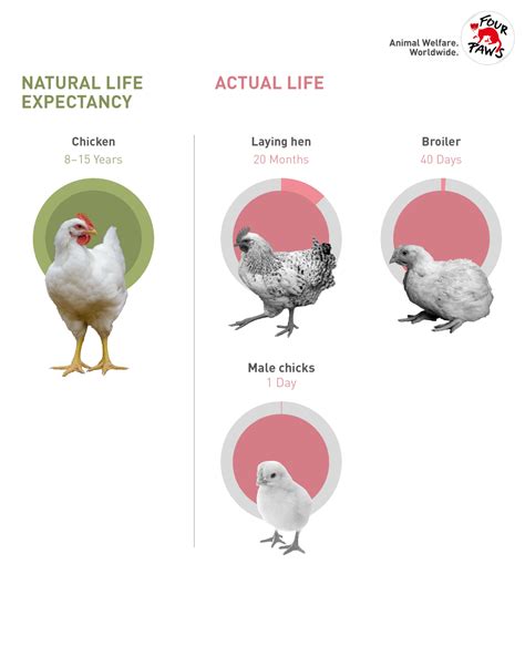 What to Feed a Rooster? [Ultimate Nutrition Guide] – Beasts Loco