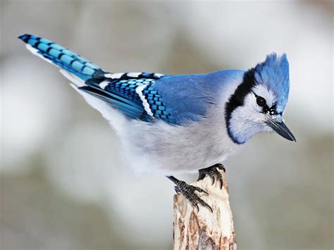 How Much Does A Blue Jay Weight | The Tube
